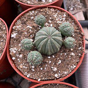 Euphorbia obesa hybrid (baseball plant)