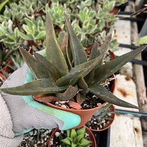 alworthia pentagona succulent in a pot.