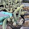 Echinopsis chamaecereus---Peanut Cactus