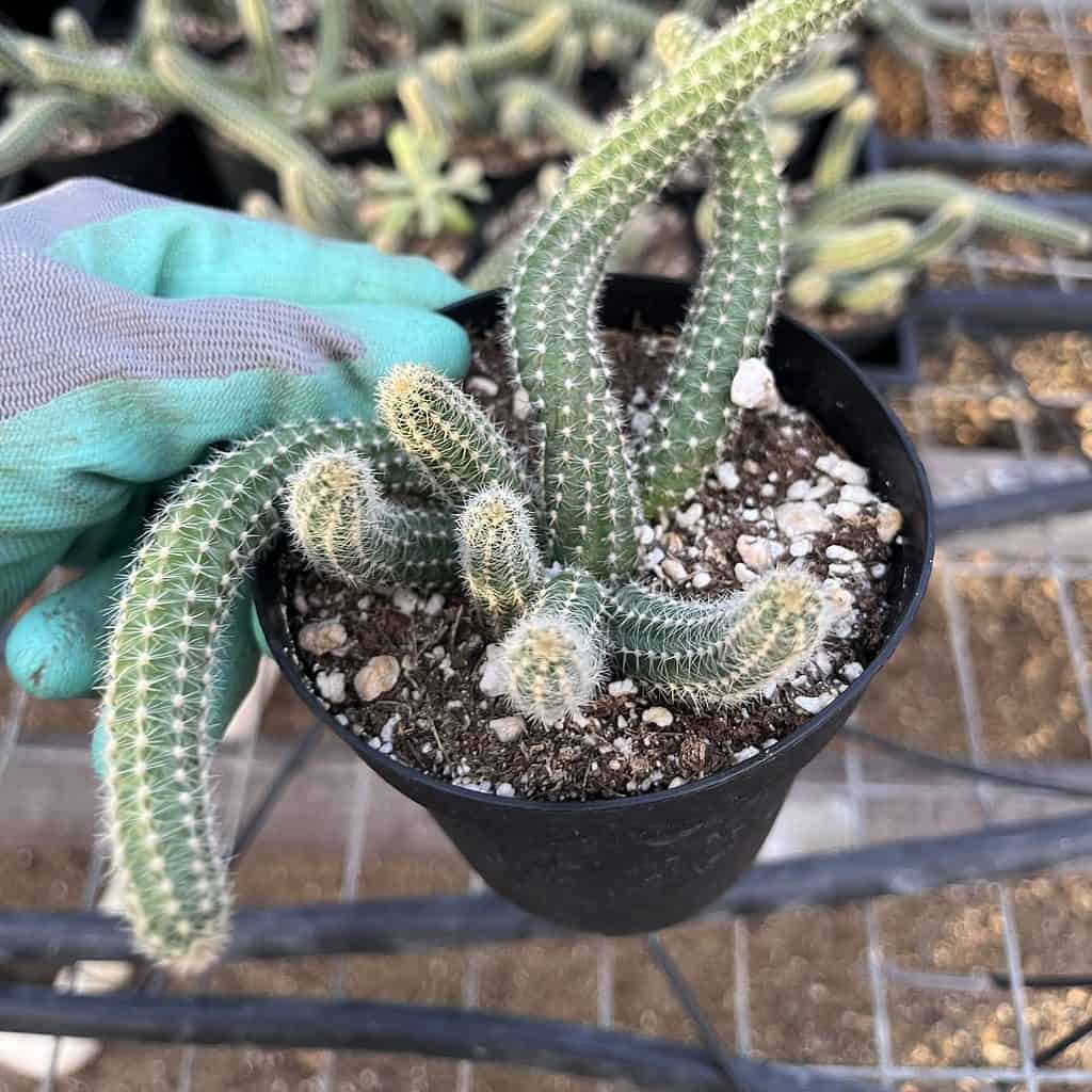 peanut cactus plant in a small pot.