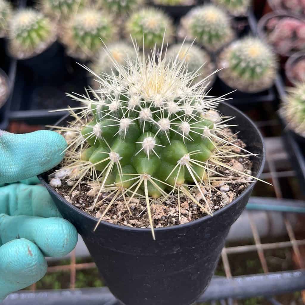 Echinocactus grusonii—Golden Barrel cactus