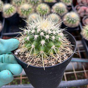 Echinocactus grusonii---Golden Barrel cactus