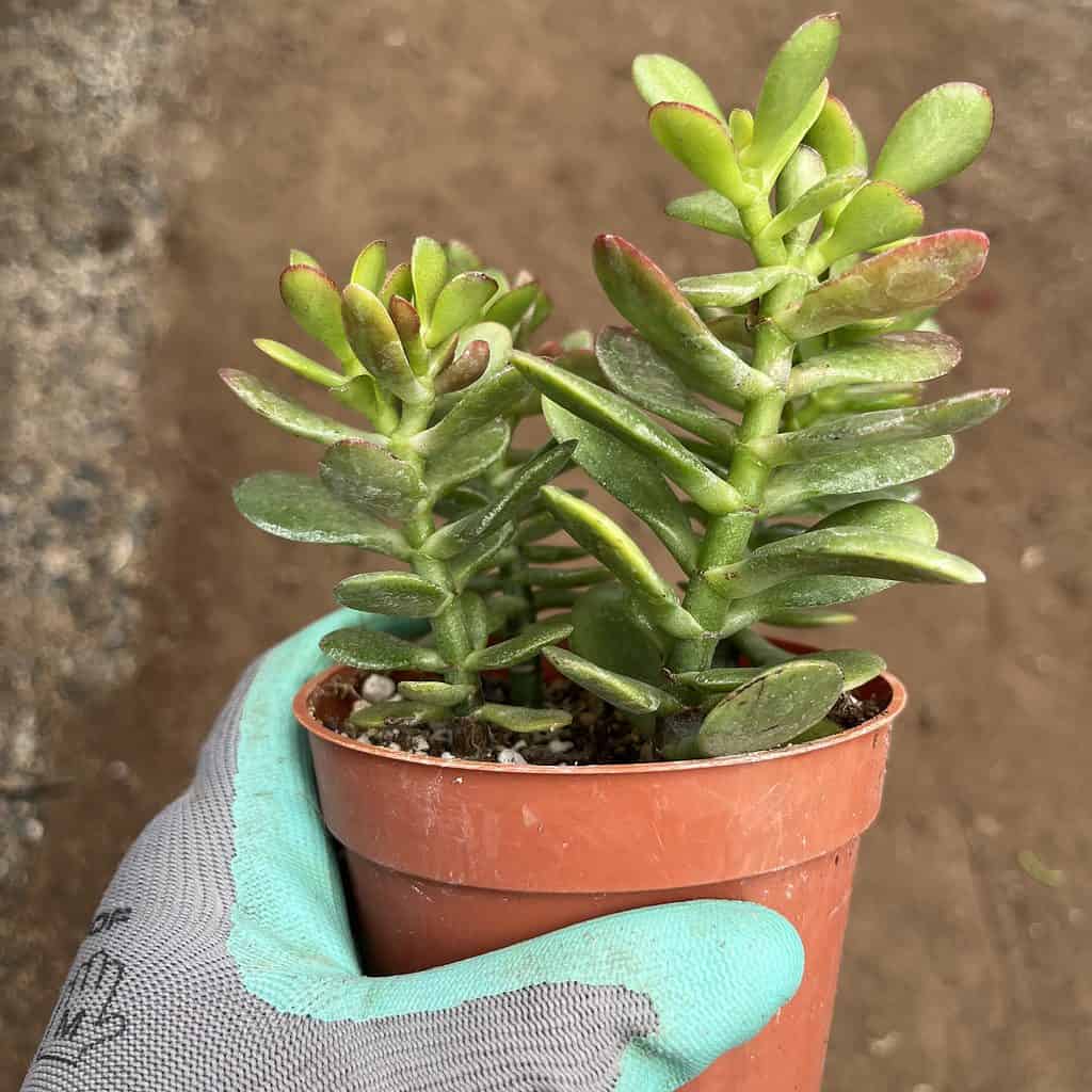Jade Plant in a pot