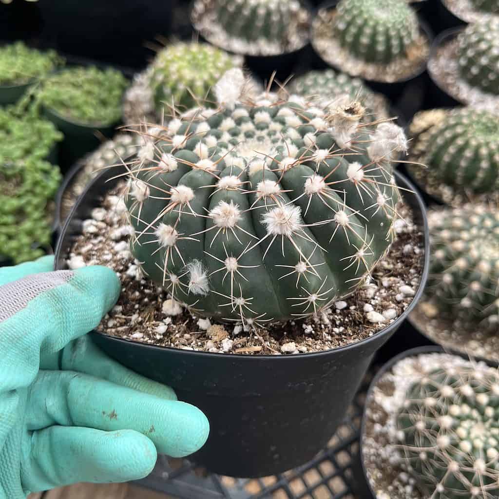 Notocactus uebelmannianus notocactus uebelmannianus in a pot.