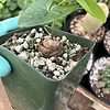 dioscorea elephantipes in a pot.