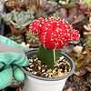 neon grafted cactus in a small pot.