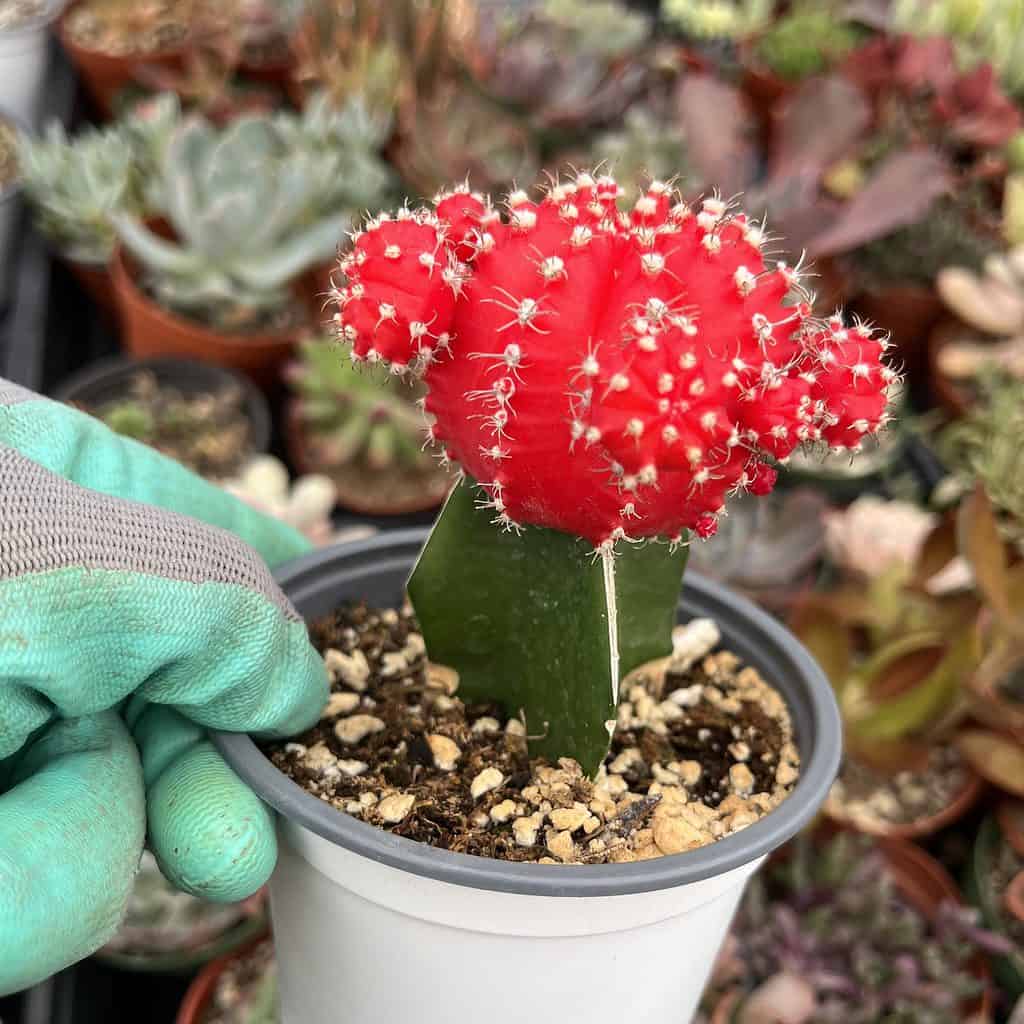 neon grafted cactus in a small pot.