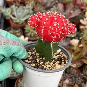 Neon Grafted Cactus---Moon cactus