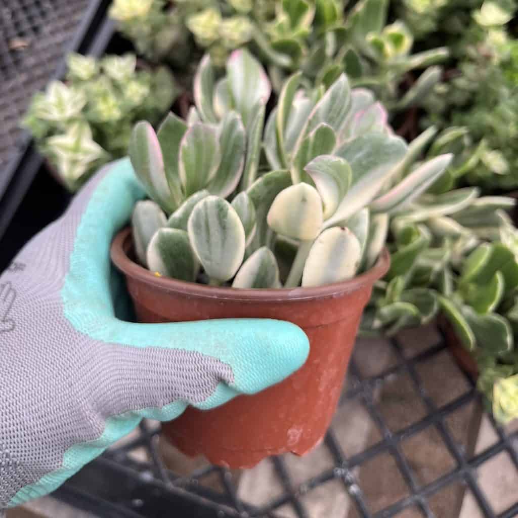 Crassula ovata Tricolor— Jade Plant crassula ovata tricolo in a pot.