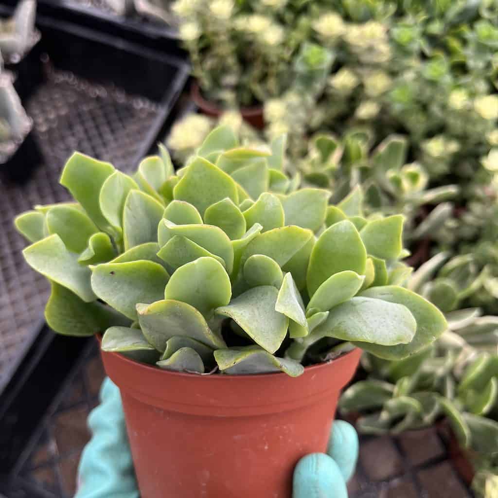 Crassula arborescens—Blue Waves crassula blue waves in a small pot.