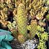 Mammillaria elongata---Copper King