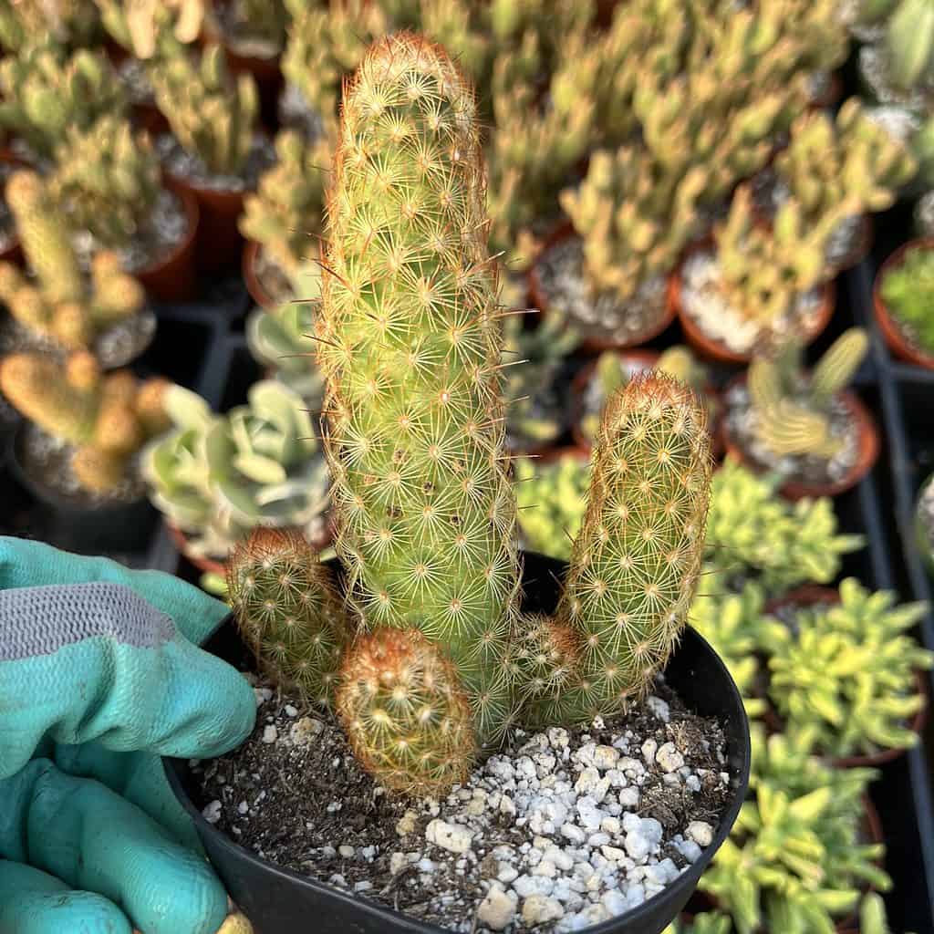 mammillaria elongata---copper king cactus in a pot.