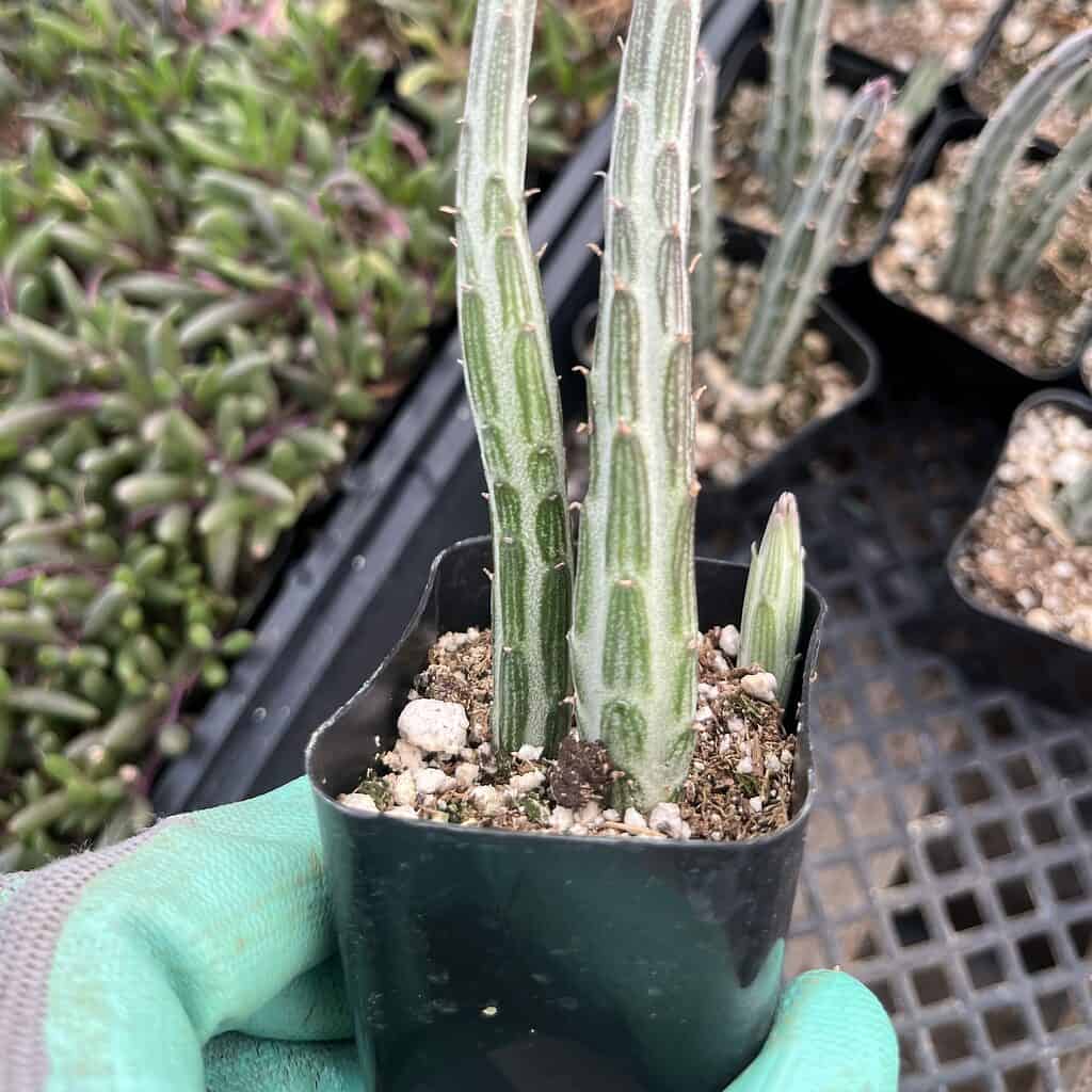 Kleinia Stapeliiformi—Pickle Plant