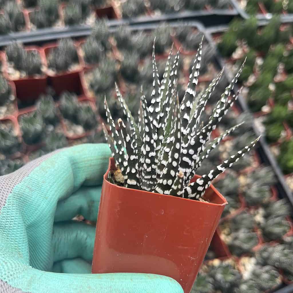 Haworthia fasciata—Zebra Plant 2″ pot
