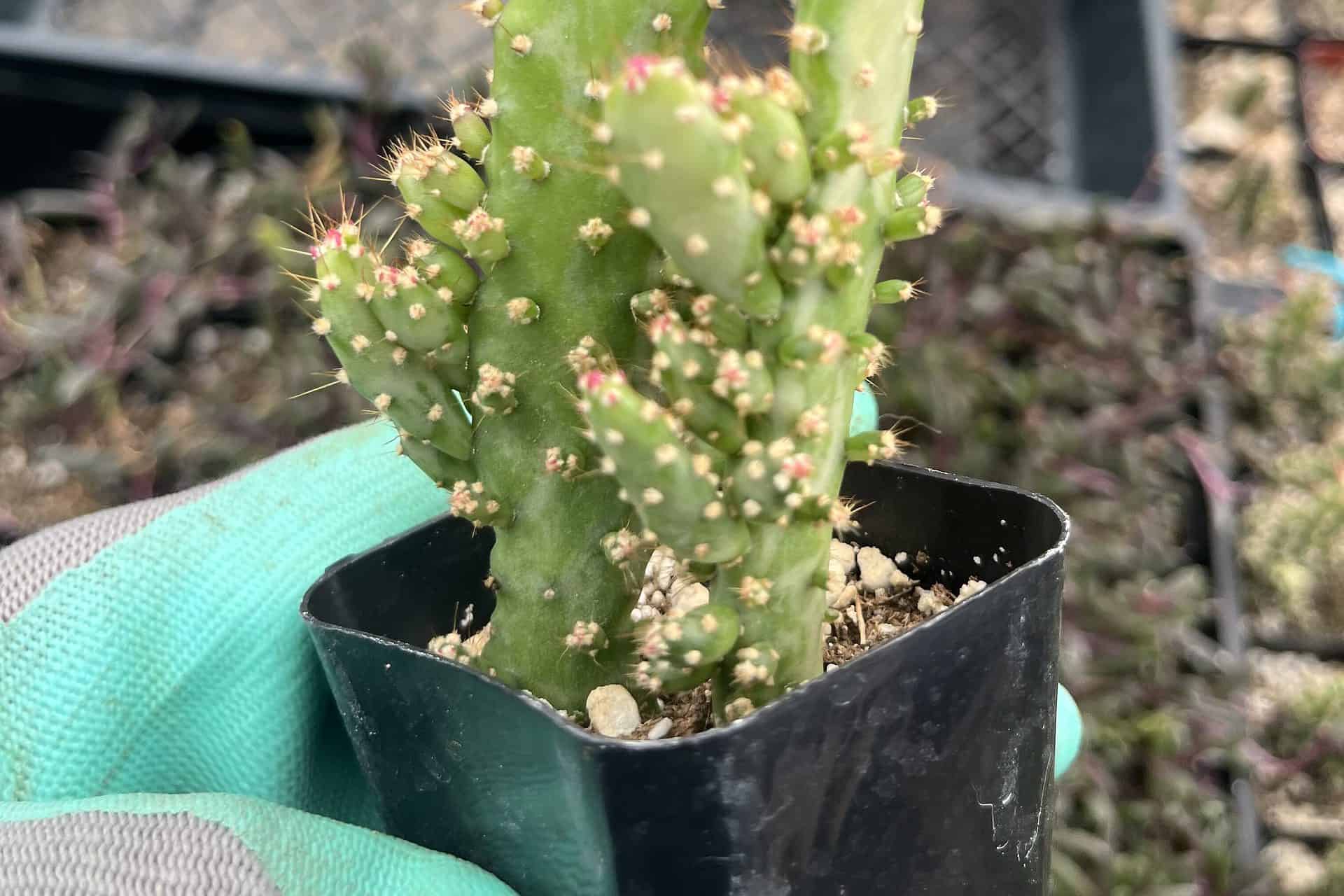 Opuntia Maverick Variegata 2" Plantly