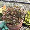 Echeveria pulvinata---Ruby Chenille Plant