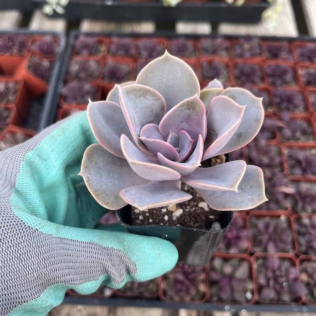 Echeveria—Perle von Nurnberg Echeveria---Perle von Nurnberg
