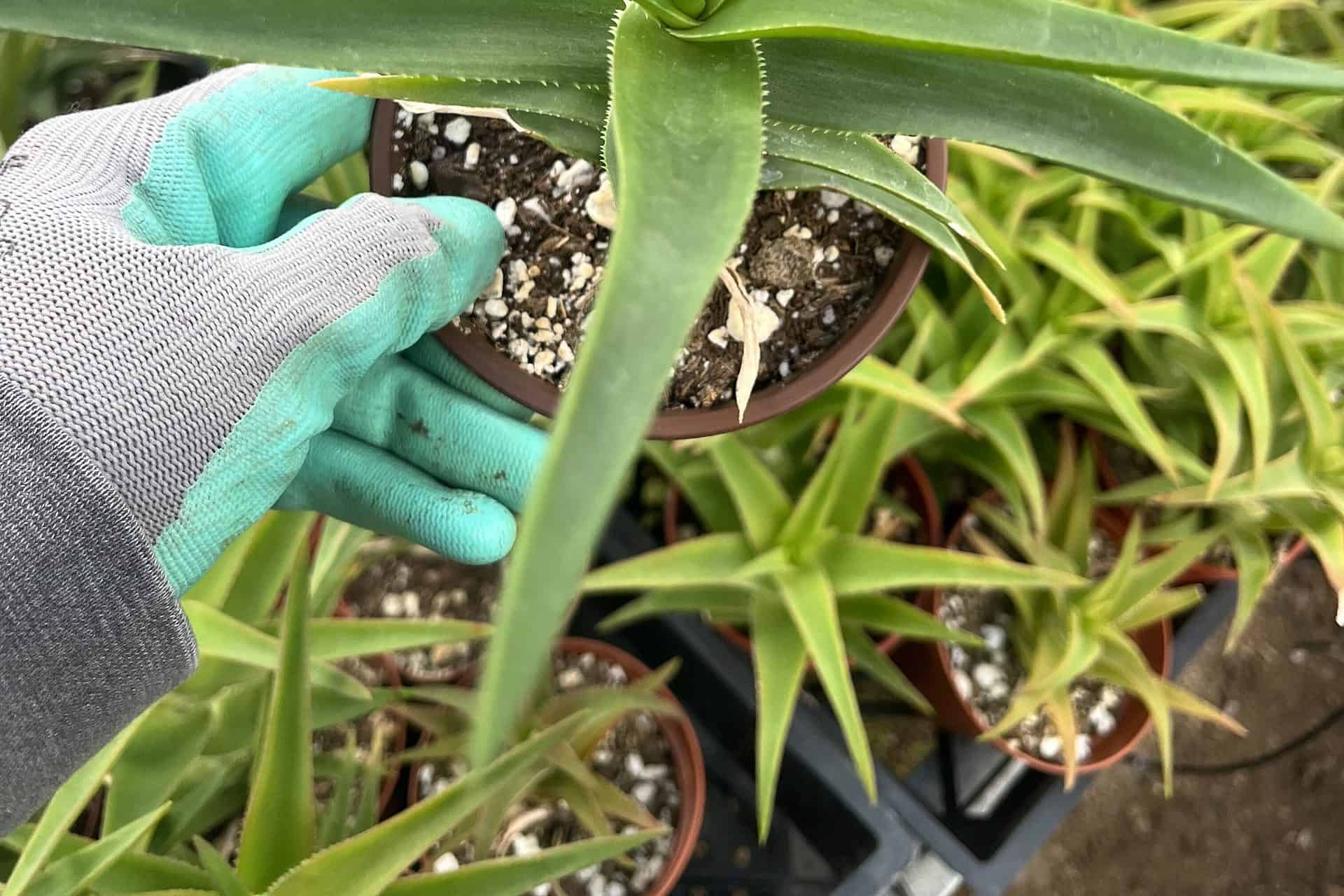 Aloiampelos ciliaris Aloiampelos ciliaris