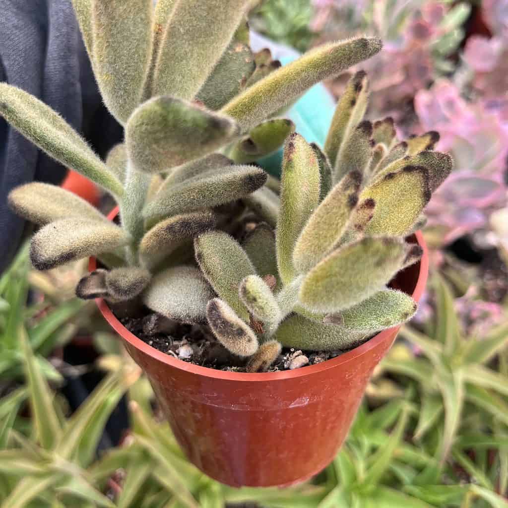 Kalanchoe tomentosa—Chocolate Soldier