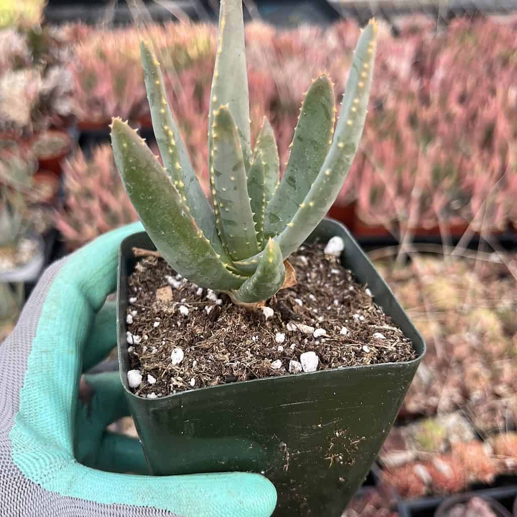Aloe ramosissima — Quiver tree
