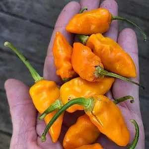 datil hot pepper seeds