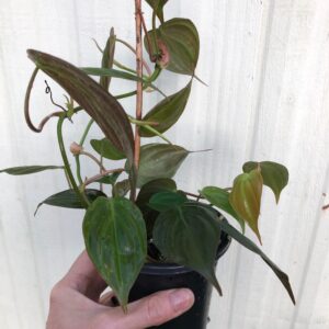 LIVE Philodendron Micans plant in 4" pot