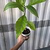 avocado seedling