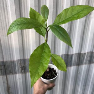 Avocado seedlings potted in 5" pot, young starter plants