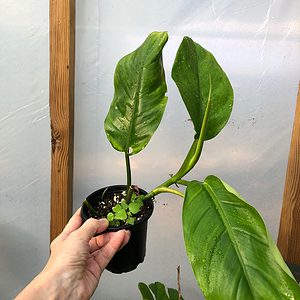 Philodendron Sp Plant in 4" pot