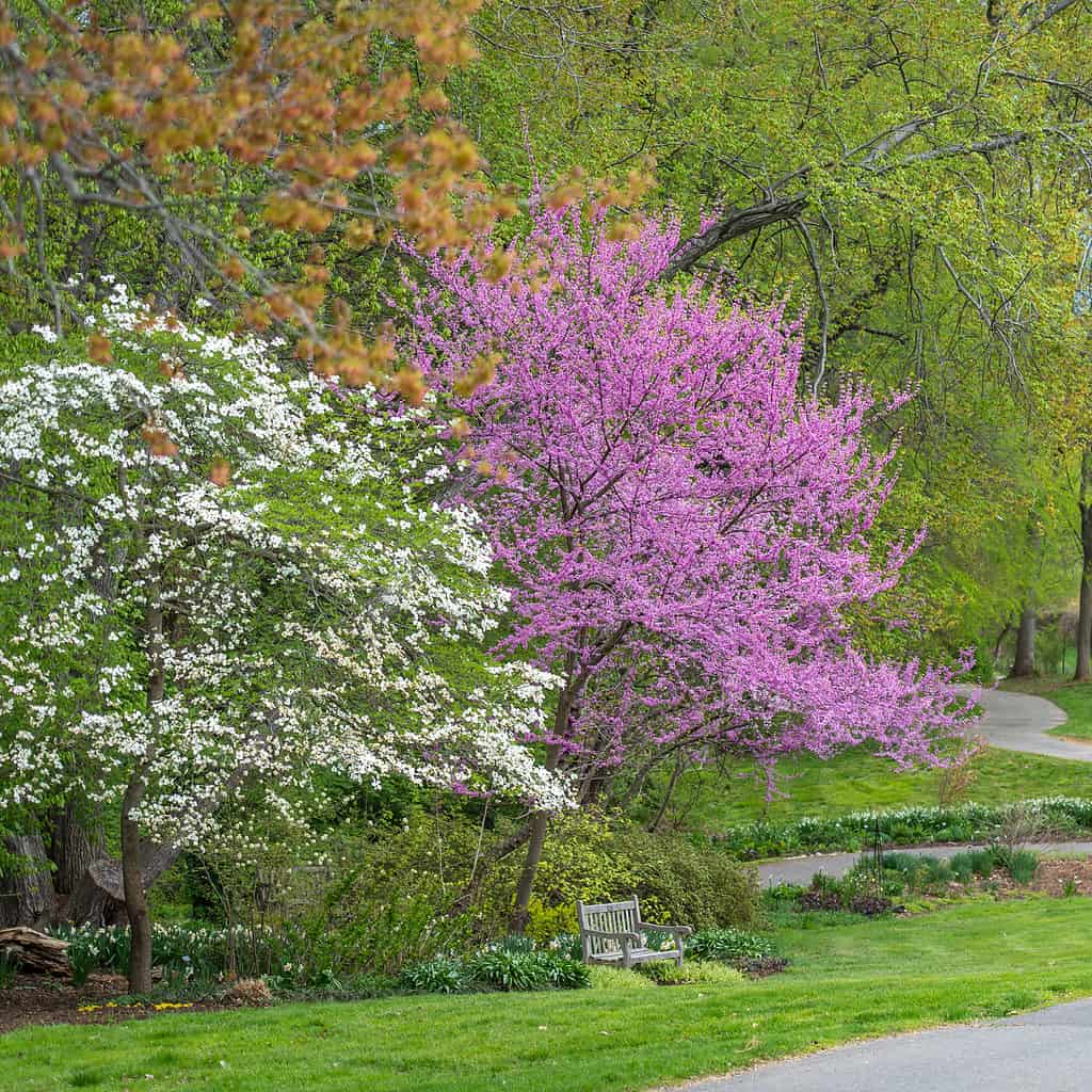 cherry trees at meadowlark botanical garden