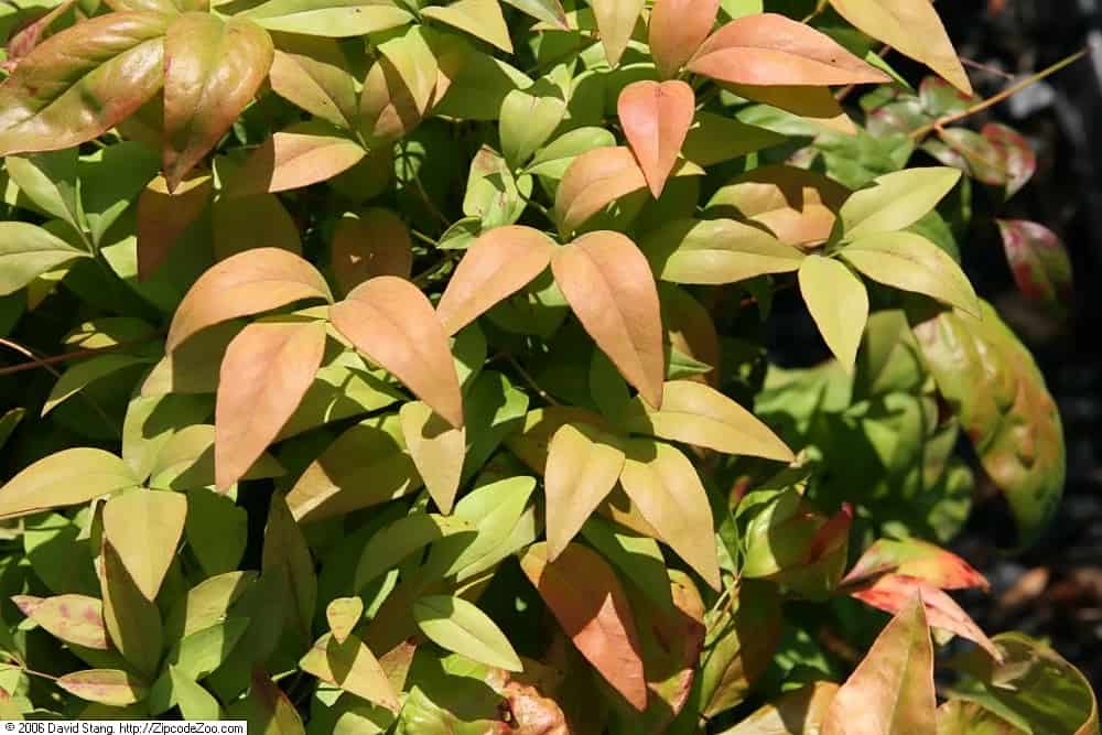 Nandina domestica' Firecracker