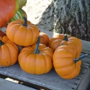 10 Orangita Pumpkin Seeds for Planting - Small Orange Pumpkins -