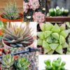 30 Seeds Haworthia Hybrids Succulents Mix All The Favorites!