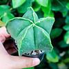 15 Green Star Cactus Seeds for Planting Astrophytum myriostigma