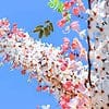 10 Pink Shower Tree Seeds for Planting(10 Seeds) - Cassia grandis