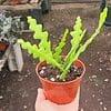Epiphyllum Anguliger | Fishbone Cactus | Ric Rac Cactus