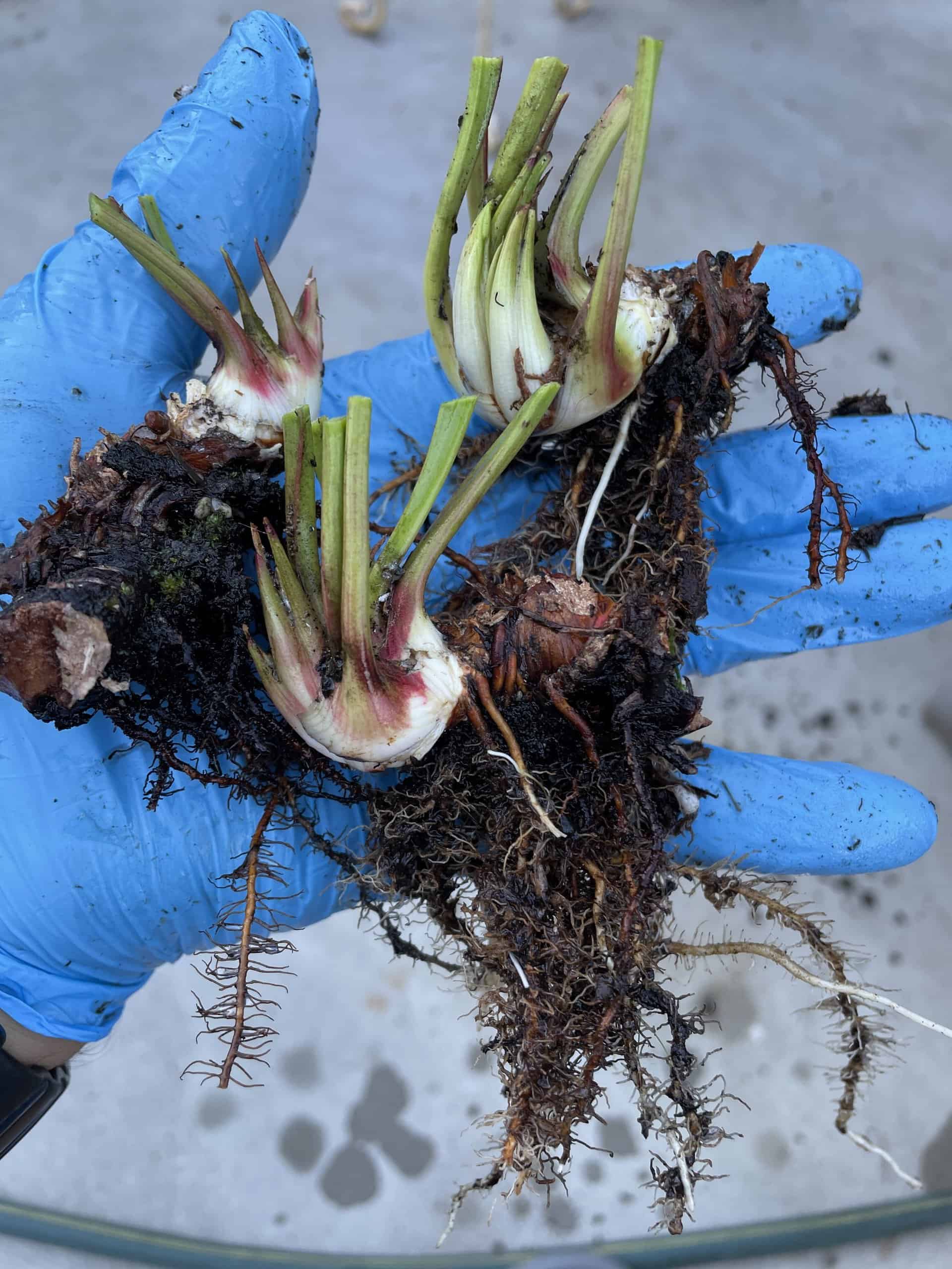 Carnivorous- Sarracenia rhizomes *Winter Special* trumpet pitcher plants