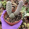 Tephrocactus articulatus inermis---Pine Cone Cactus