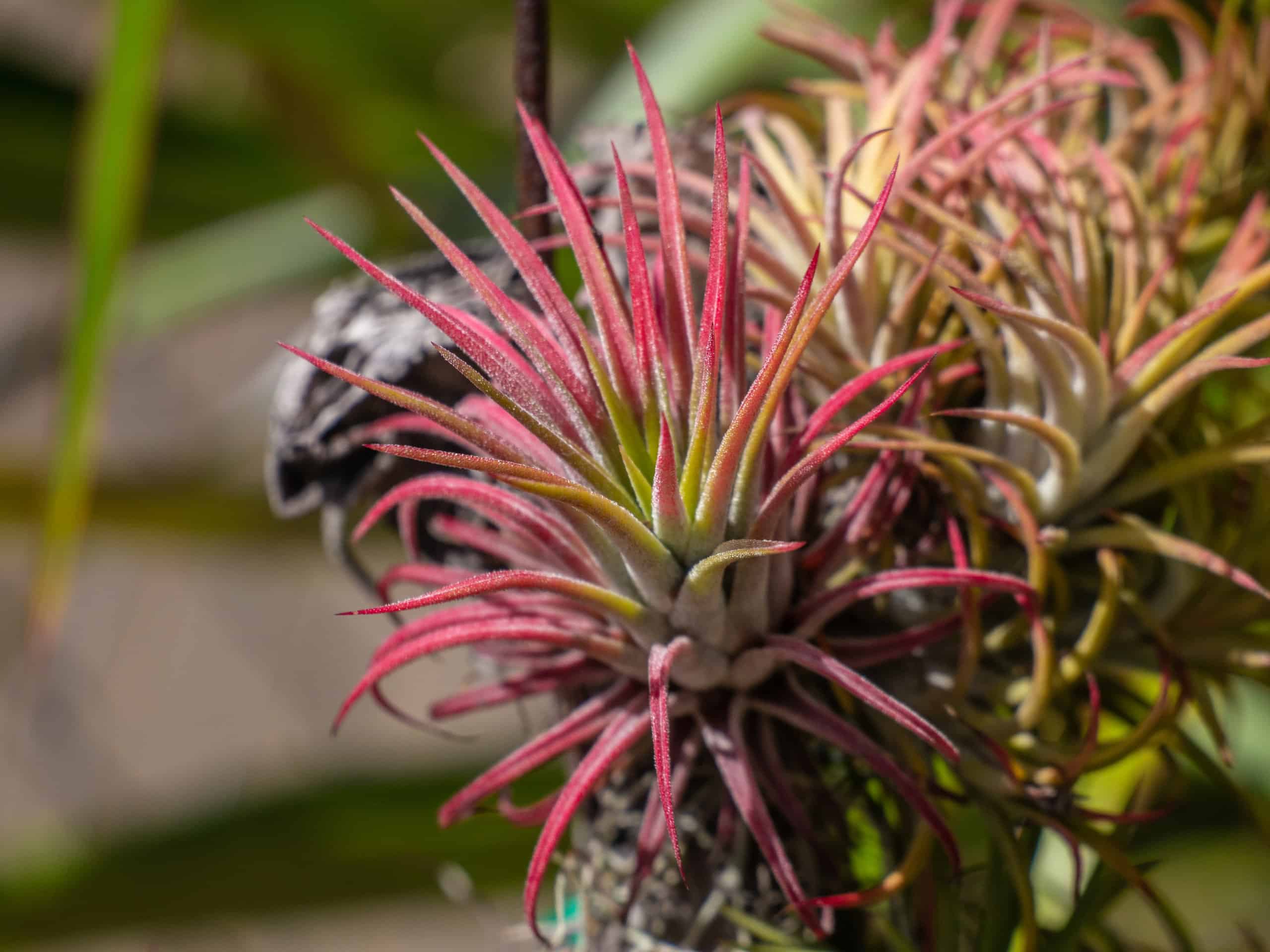 air plants temperature and humidity needs