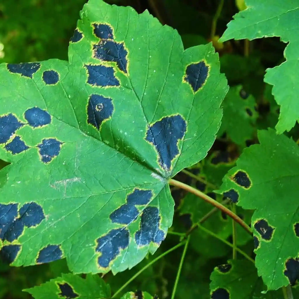 Plant Pest And Pathogens Causes And Treatments Plantly