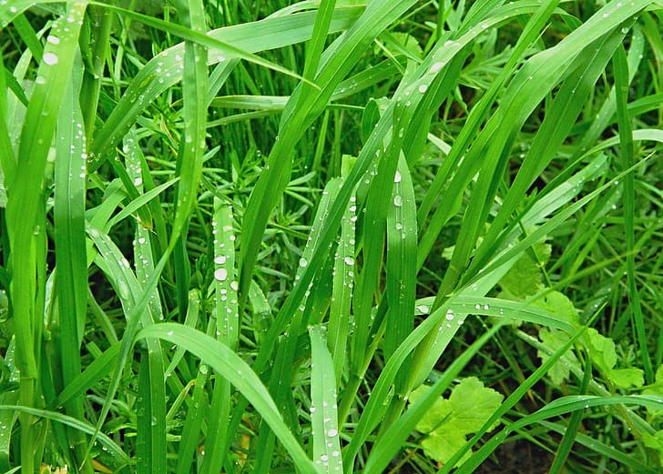 citronella grass