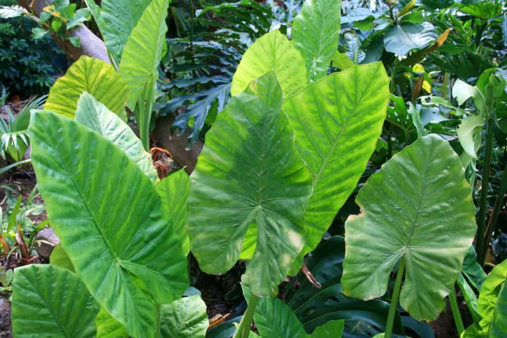 Alocasia Calidora Plant Care Guide Plantly