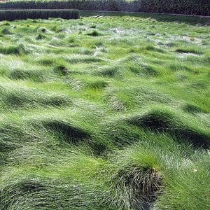 Creeping Fescue grass festuca rubra seeds