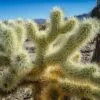15 Teddy Bear Cholla Cacti Seeds for Planting Cylindropuntia spin