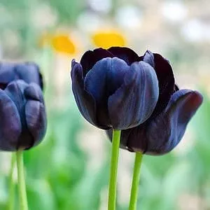Black Tulip Bulbs for Planting