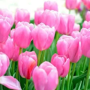 Pink Tulip Bulbs for Planting