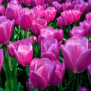Purple Tulip Bulbs for Planting