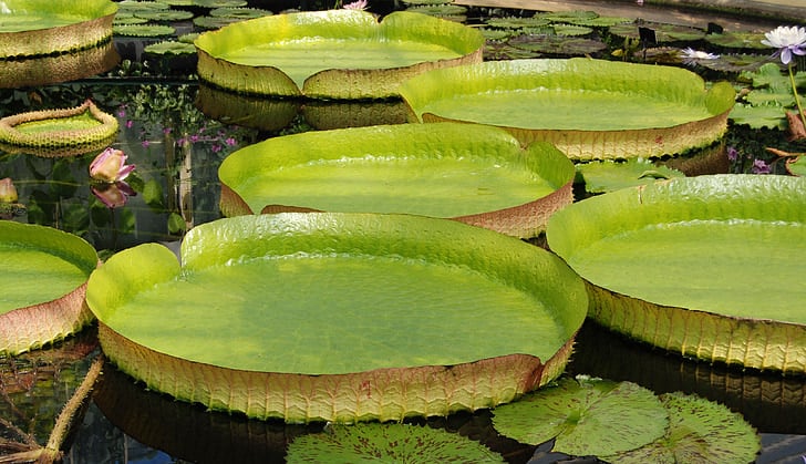 giant water lily in kanapaha botanical gardens