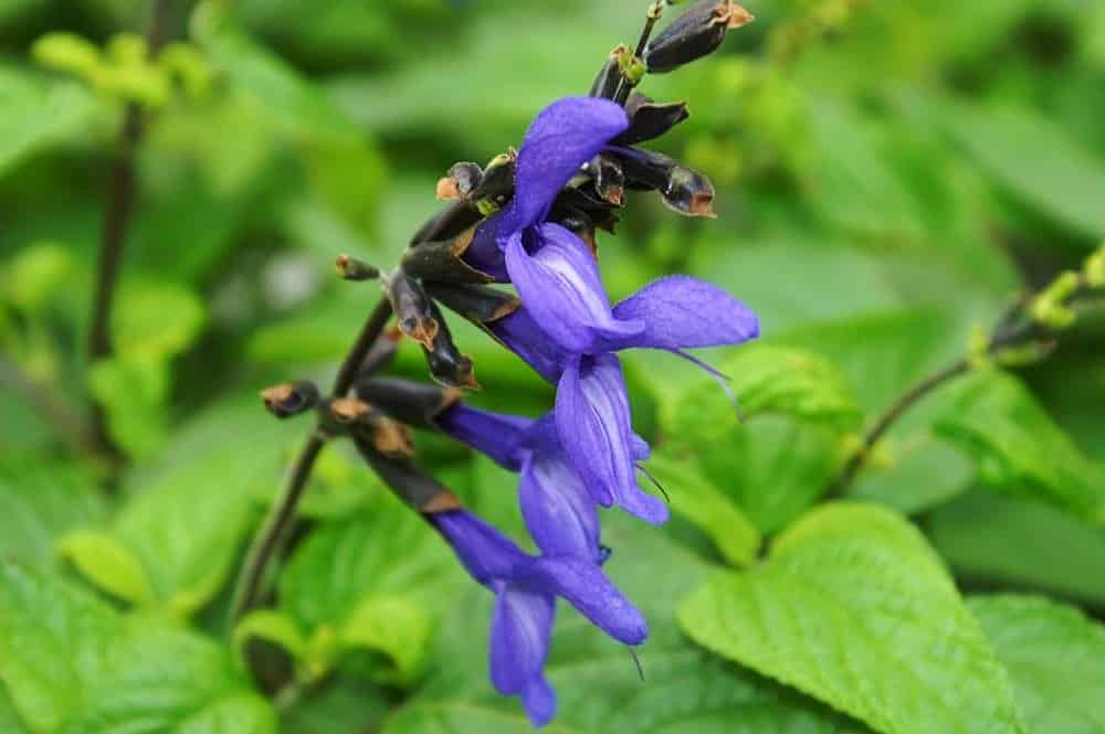 salvia temperature and humidity requirement