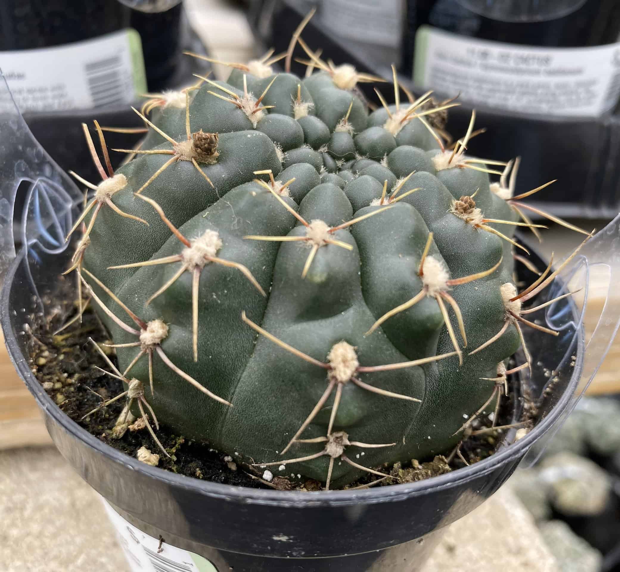 Cactus Plant Medium Chin Cactus